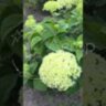 Гортензия древовидная БеллаРагацца Лиметта / Hydrangea arborescens BellaRagazza® Limetta ('NCHA8')