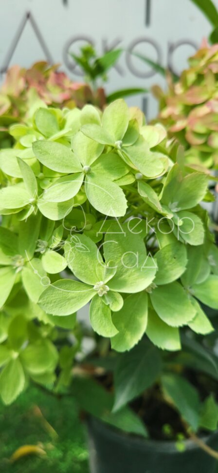 Купить Гортензия метельчатая Литл Лав / Hydrangea paniculata