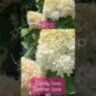 Гортензия метельчатая Кенди Лав /Саммер Лав / Hydrangea paniculata 'Living Summer Love'/ Living Candy Love