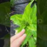 Гортензия метельчатая Ливинг Распберри Пинк / Hydrangea paniculata 'Living Raspberry Pink'