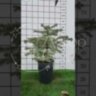 Ель голубая колючая Глаука  (Picea pungens Glauca)