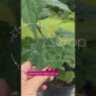 ​​Гортензія деревоподібна Флоувер ВАУ / Hydrangea arborescens 'FlowerWOW'