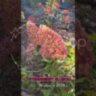Гортензия метельчатая Строберри Блоссом / Hydrangea paniculata '​Living Strawberry Blossom'Living Strawberry Blossom» 