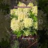 Гортензія волотиста Меджикал Монте Нова / Hydrangea paniculata ‘Magical Monte Nova’