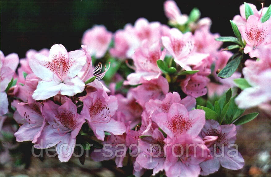 Азалія японська Ледіканенс / Azalea japonica Ledicanence, C3