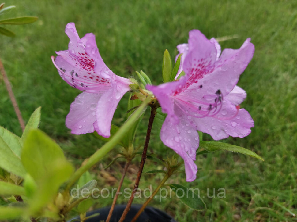 Азалія японська Ледіканенс / Azalea japonica Ledicanence, C3