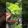 Гортензія волотиста 19-304-14 / Hydrangea paniculata 19-304-14