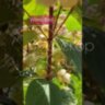 Гортензия метельчатая Вимс Ред /Hydrangea paniculata Wim's Red 