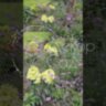 Вербена Бонарская  / Verbena bonariensis