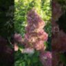 Гортензия метельчатая Ванилла Фрайз /Hydrangea paniculata 'Vanille Fraise' 