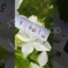 Гортензия метельчатая Мэджикал Старлайт / Hydrangea paniculata 'Magical Starlight'