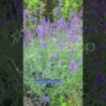 Лаванда узколистная Блю Сент Эрли / Lavandula angustifolia 'Blue Scent Early'