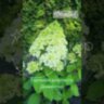 Гортензия метельчатая Диамантино / Hydrangea paniculata`Diamantino`
