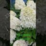 Гортензия мельчатая Лаймлайт / Hydrangea paniculata 'Limelight'