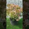 Гортензия метельчатая Петит Стар / Hydrangea  paniculata 'Petite Star'