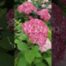 Гортензия древовидная Сорбет / Hydrangea arborescens 'Candybelle Sorbet'