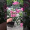 Спірея японська Неон Флеш / Spiraea japonica ‘Neon Flash’