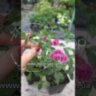​  Спірея японська Мерло Грин / Spiraea japonica ‘Merlo Green’