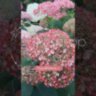 Гортензія деревоподібна Пінк Аннабель  2 /Hydrangea arborescens Pink Annabelle 