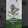 Сосна черная Австрийская / Pinus nigra / austriaca, ЗКС, контейнер 5 л