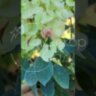 Гортензия метельчатая Би Хеппи / Hydrangea paniculata 'Bee Happy'