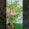 Гортензия метельчатая Граундбекер/ Hydrangea paniculata Groundbreaker
