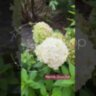 Гортензия метельчатая Литл Спуки/ Hydrangea paniculata 'Little Spooky'