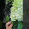 Гортензия метельчатая Полар Бир /Hydrangea paniculata Polar Bear