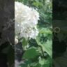 Гортензия метельчатая Сильвер Доллар / Нydrangea paniculata Silver Dollar