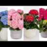 Гортензія крупнолиста Хай Фаер / Hydrangea macrophylla 'Hi Fire'