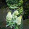 Гортензия метельчатая Меджикал Маттэрхорн / Hydrangea paniculata Magical “Matterhorn“ 