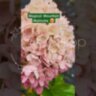 Гортензия метельчатая Меджикал Маунт Малинче / Hydrangea paniculata ‘Magical Mountain Malinche’ 
