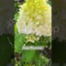 Гортензия метельчатая  Ливин Пинки Промис/ Hydrangea paniculata ‘Living Pinky Promise’ 