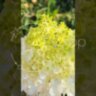 Гортензия метельчатая Геркулес/ Hydrangea paniculata ‘Hercules’  