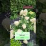Гортензия метельчатая Скайфол / Hydrangea paniculata `Skyfall` 