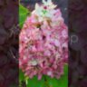 Гортензия метельчатая  Ливин Колорфул Коктель/ Hydrangea paniculata ‘Living Colourful Cocktail’  