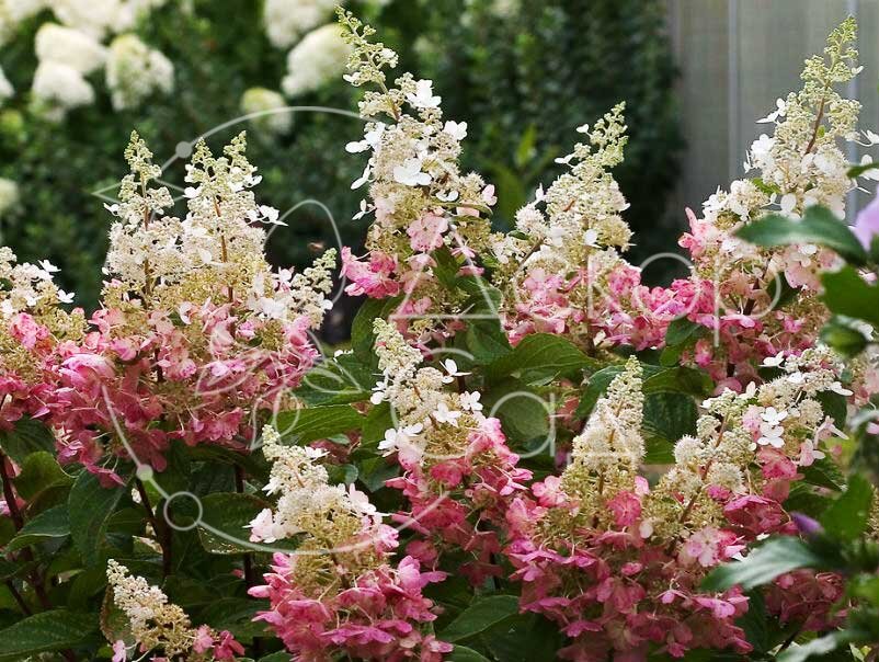 Pinky出品 Гортензія Пінкі Вікі /Hydrangea paniculata 'Pinky Winky', ЗКС