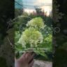 Гортензия метельчатая Саммер Бриз / Hydrangea paniculata ‘Living Summer Breeze‘