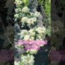 Гортензия метельчатая Полистар / Hydrangea paniculata `Polestar`