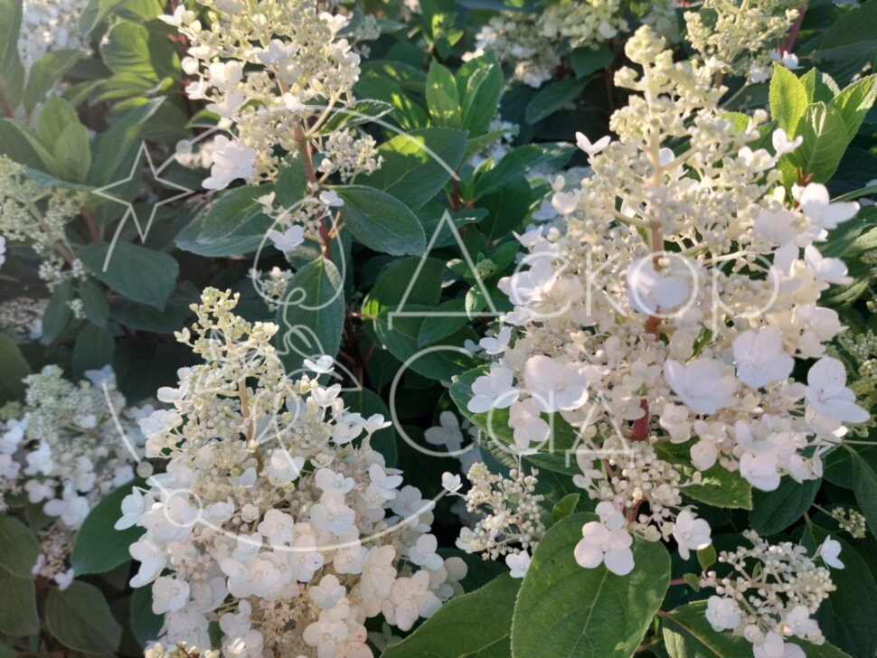 Гортензія волотиста Бебі Лейс / Hydrangea paniculata 'Baby Lace