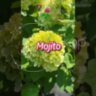 Гортензія волотиста Мохіто / Hydrangea paniculata 'Mojito'