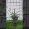 Ель голубая колючая Глаука  (Picea pungens Glauca) 