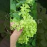 Гортензия метельчатая Жемчужина Фестиваля / Романтик Айс / Hydrangea Perle de Festival/ Romantic Ace  'Renvagor' /