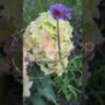 Гортензия метельчатая Металика / Hydrangea paniculata `Metalica` ‘Renmeta’
