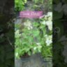 Гортензия метельчатая Пинк Леди Hydrangea paniculata «Pink Lady» ЗКС 